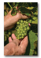 Grapes in Erie County