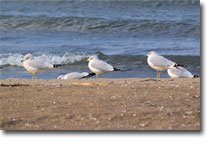 Sea Gulls